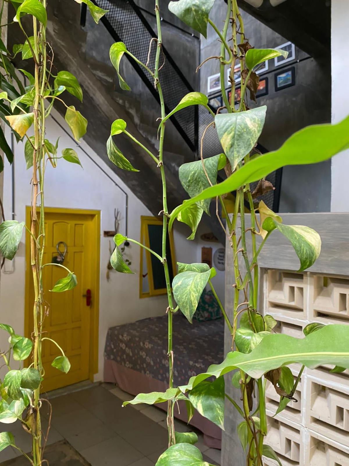 Banana Homestay Banyuwangi (East Java)